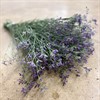 LIMONIUM KANSAS BLUE 1X25